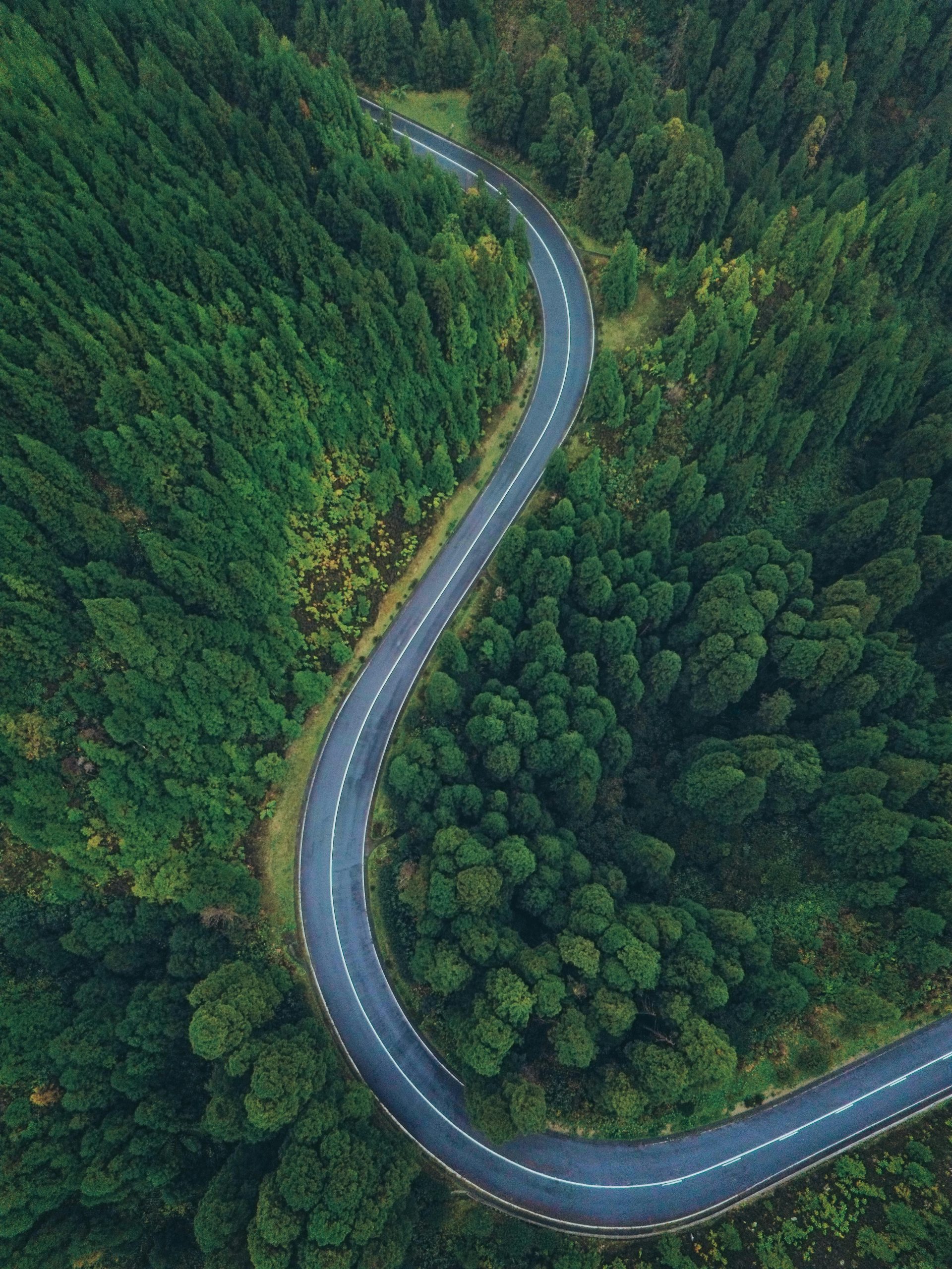road-forest-aerial